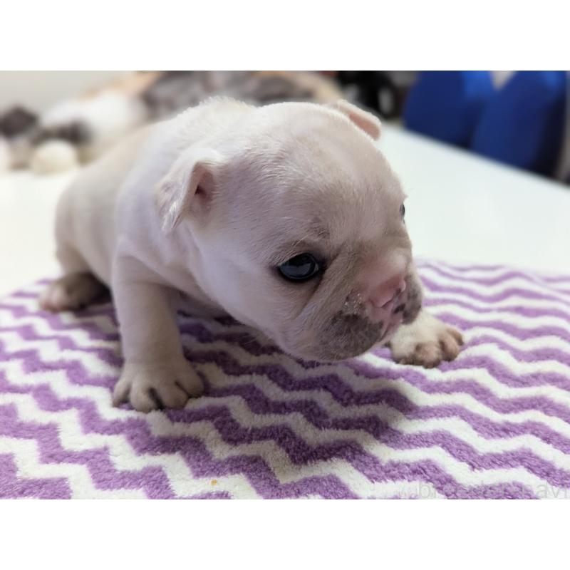 販売中の愛知県のフレンチブルドッグ-446594の3枚目