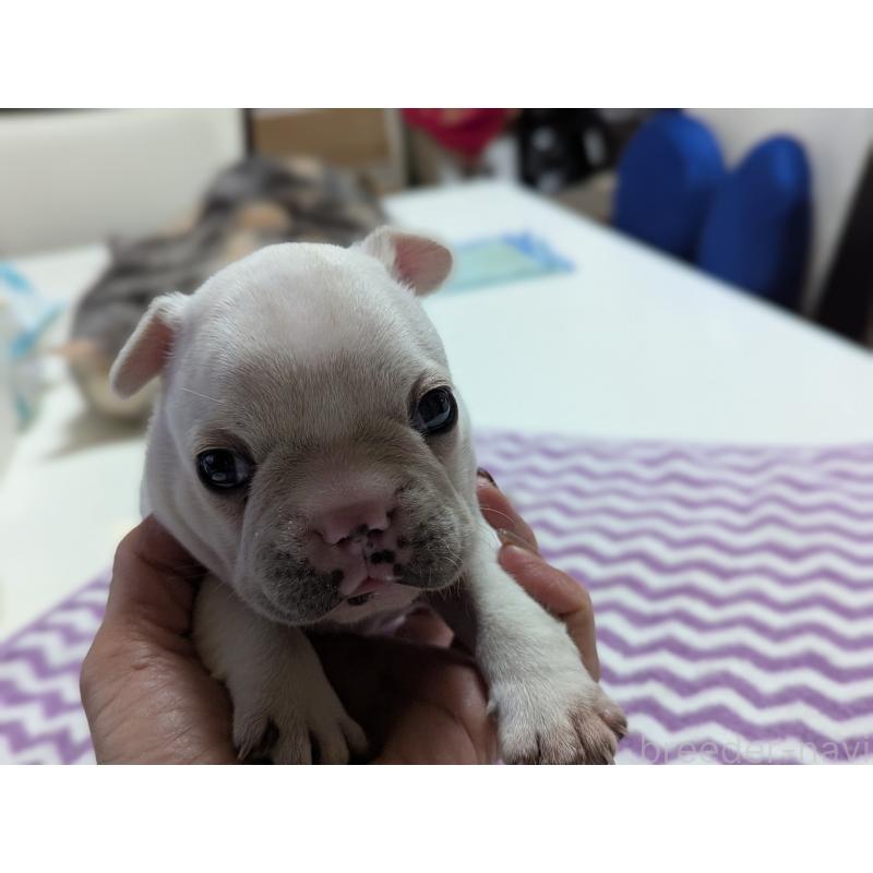 販売中の愛知県のフレンチブルドッグ-446594の2枚目