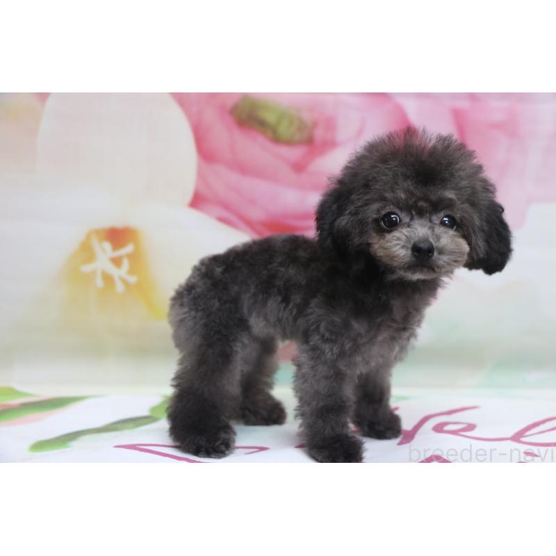 販売中の千葉県のティーカッププードル-427033の3枚目