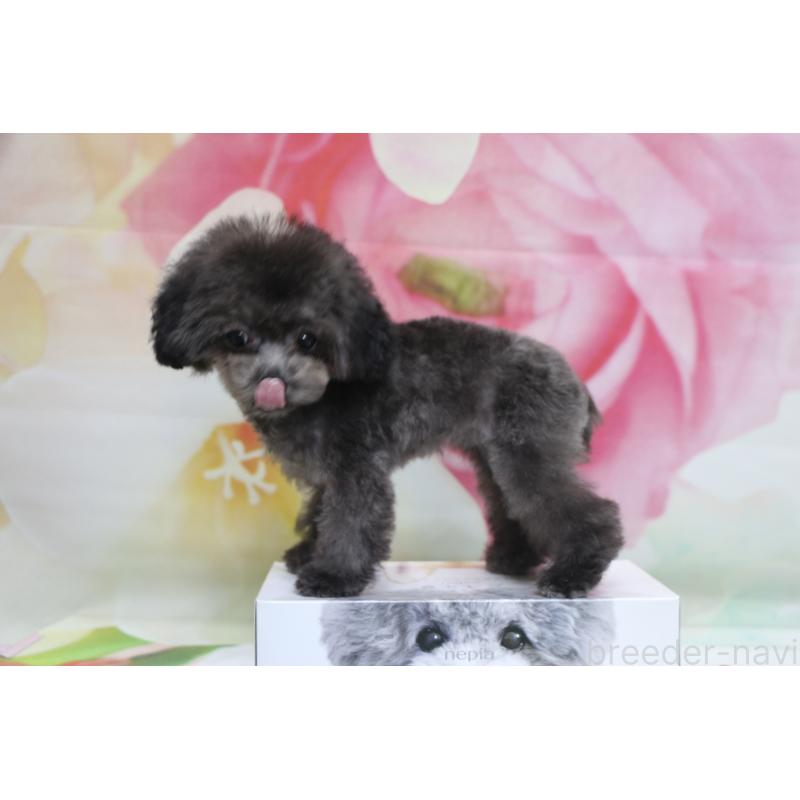 販売中の千葉県のティーカッププードル-427033の2枚目