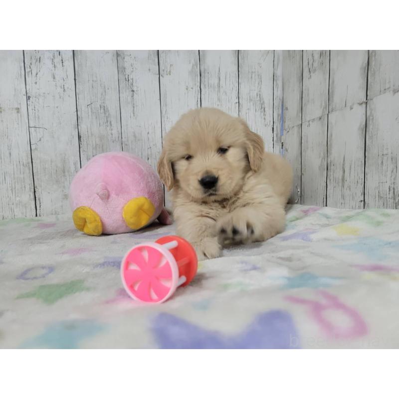 販売中の三重県のゴールデンレトリーバー-446595の5枚目