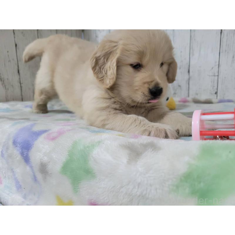 販売中の三重県のゴールデンレトリーバー-446595の4枚目