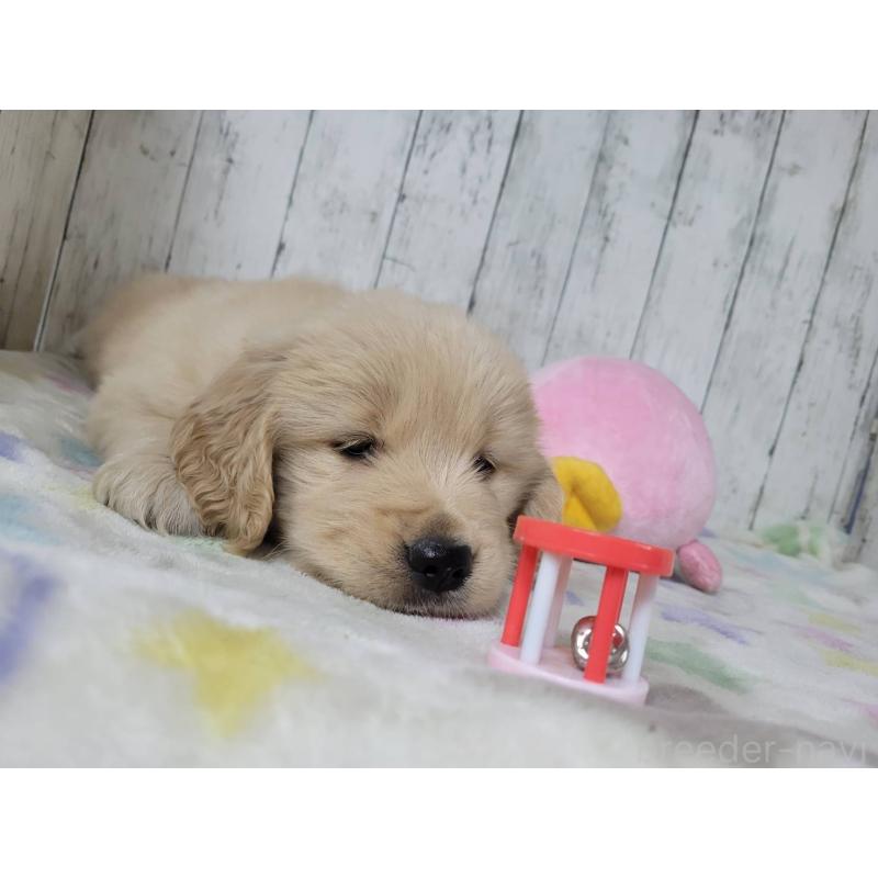 販売中の三重県のゴールデンレトリーバー-446595の3枚目