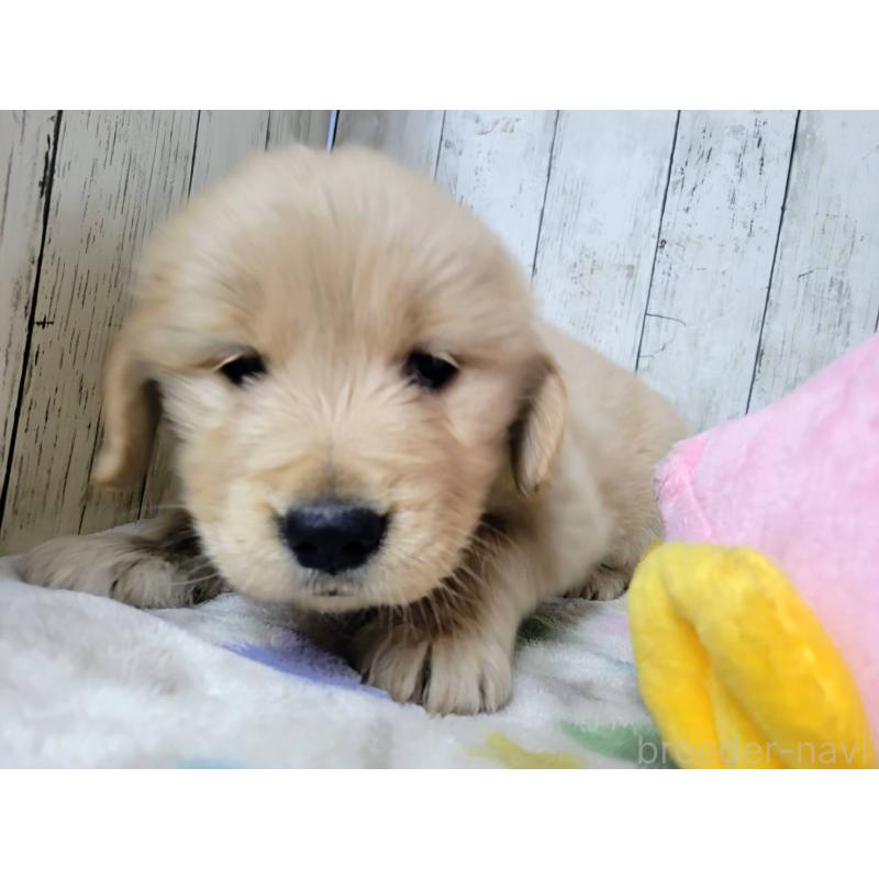 販売中の三重県のゴールデンレトリーバー-446595の2枚目