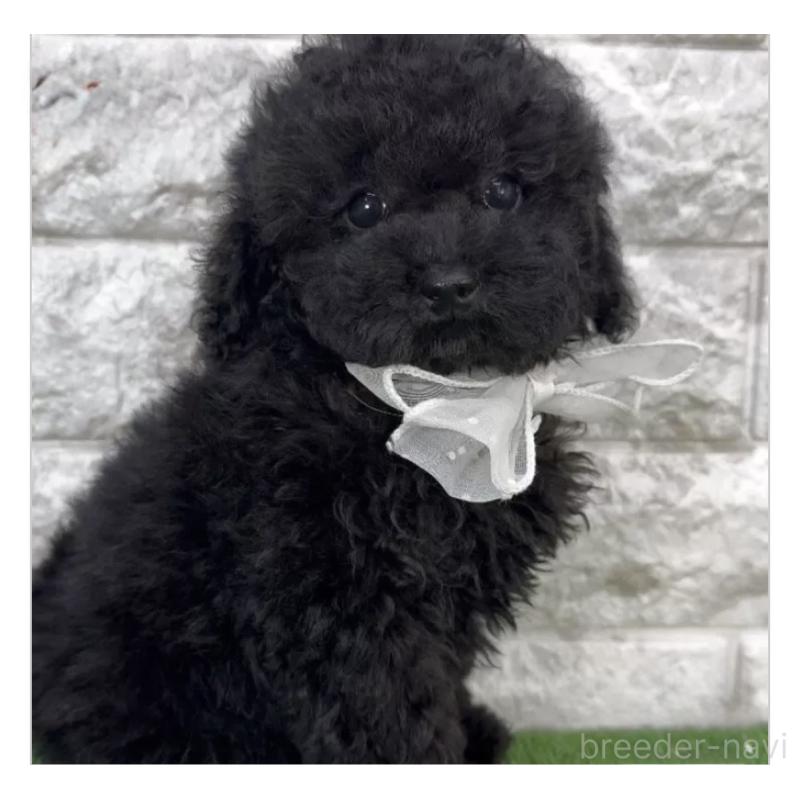 販売中の埼玉県のタイニープードル-446596の1枚目