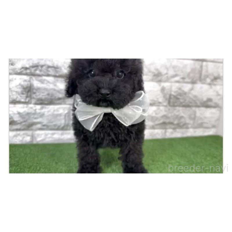 販売中の埼玉県のタイニープードル-446596の4枚目