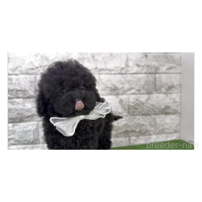 販売中の埼玉県のタイニープードル-446596の3枚目