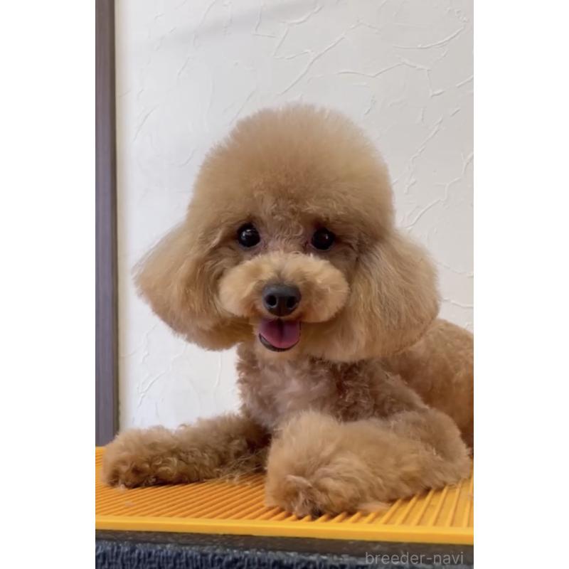 販売中の愛知県のタイニープードル-284802