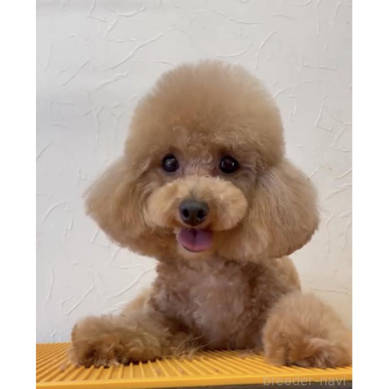 販売中の愛知県のタイニープードル-284802の4枚目