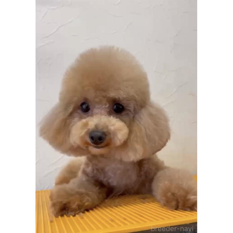 販売中の愛知県のタイニープードル-284802の3枚目