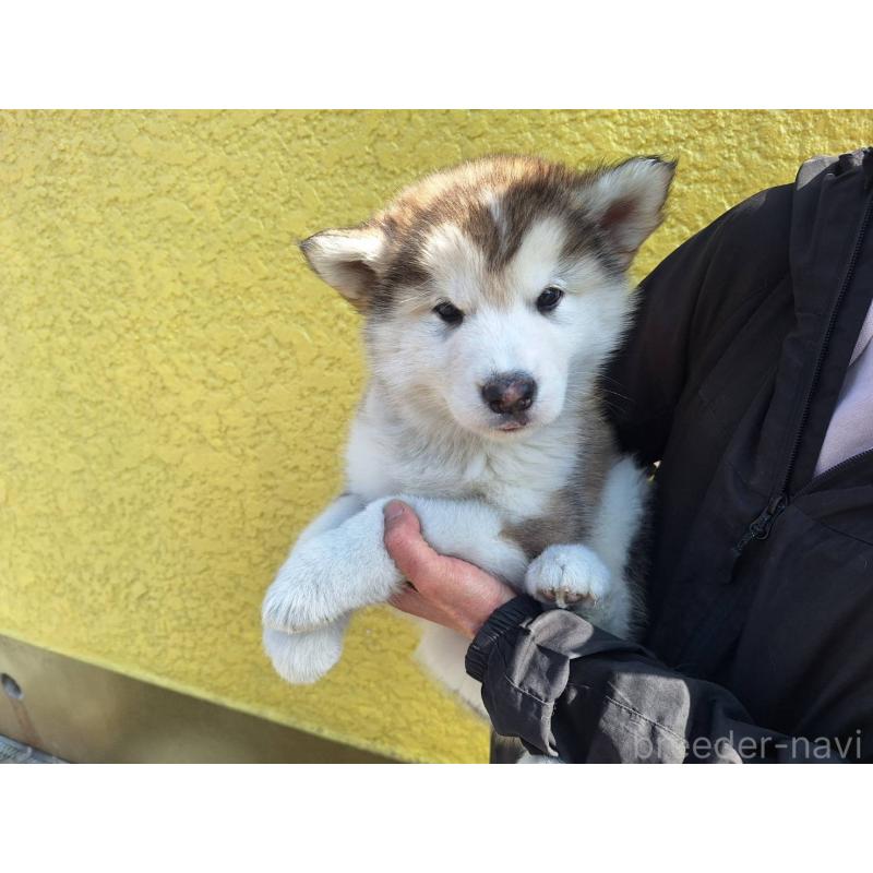 販売中の千葉県のアラスカンマラミュート-446598