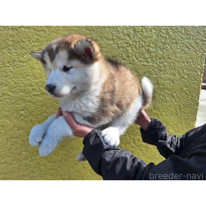 販売中の千葉県のアラスカンマラミュート-446598の4枚目