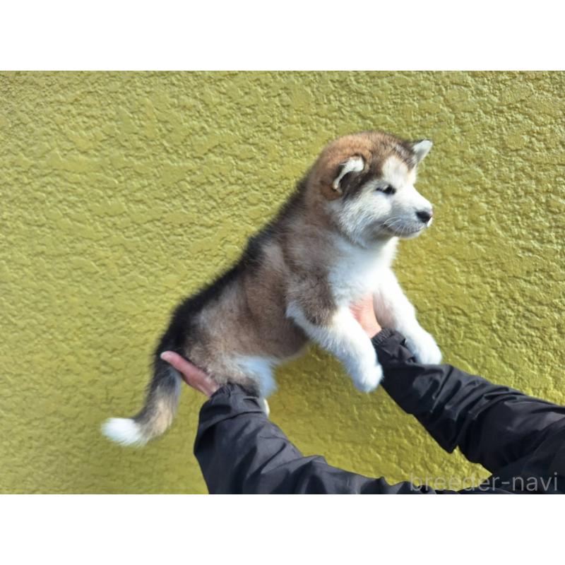 販売中の千葉県のアラスカンマラミュート-446598の3枚目