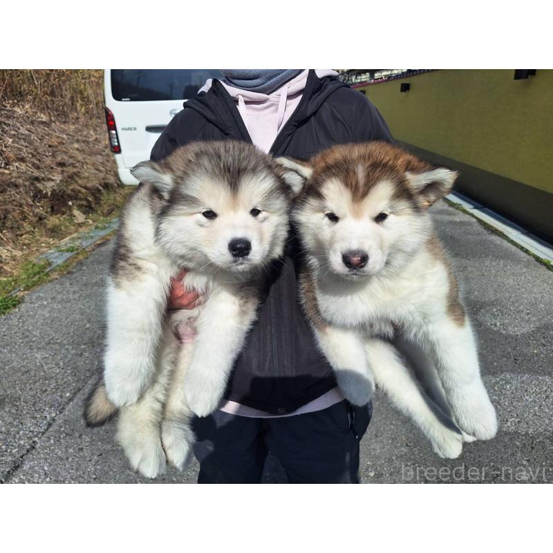 販売中の千葉県のアラスカンマラミュート-446600の4枚目
