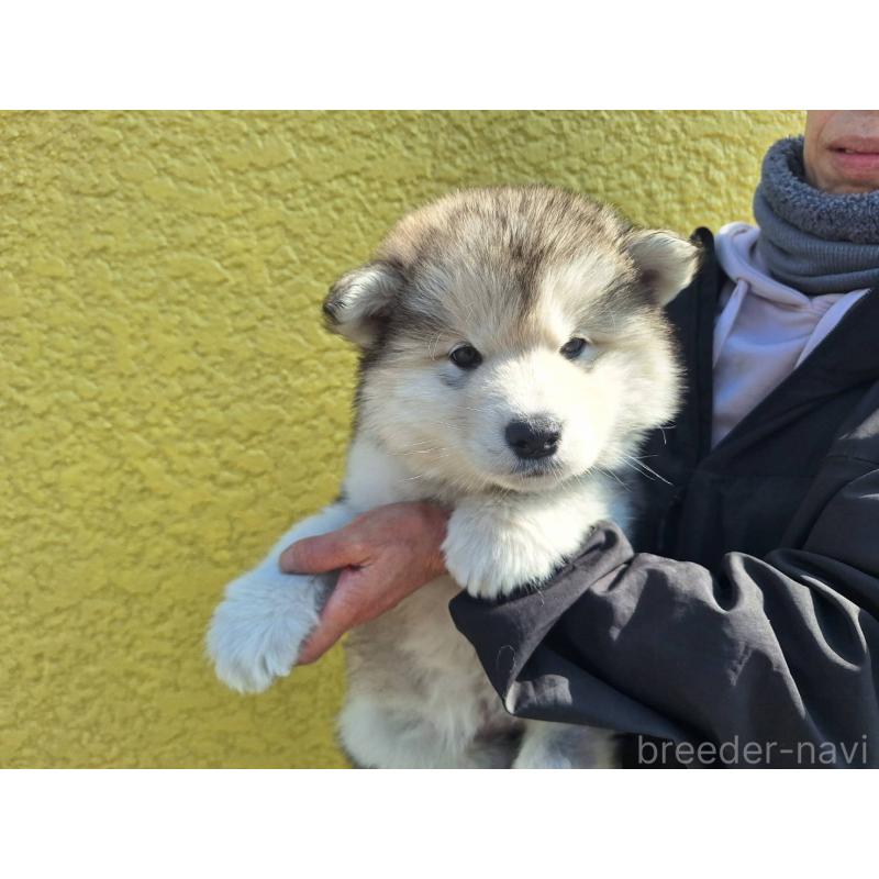 販売中の千葉県のアラスカンマラミュート-446600の1枚目
