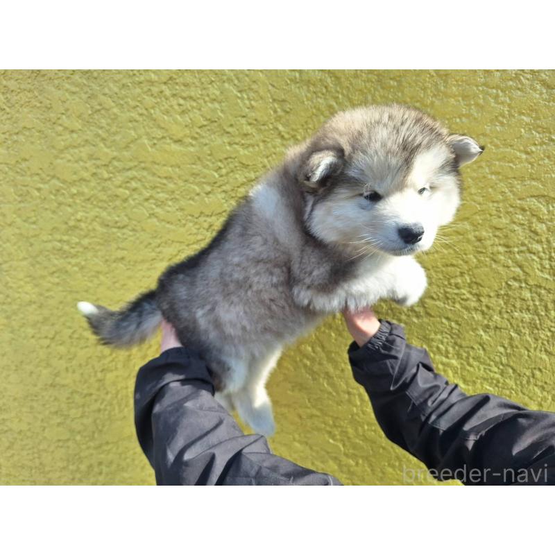 販売中の千葉県のアラスカンマラミュート-446600の2枚目