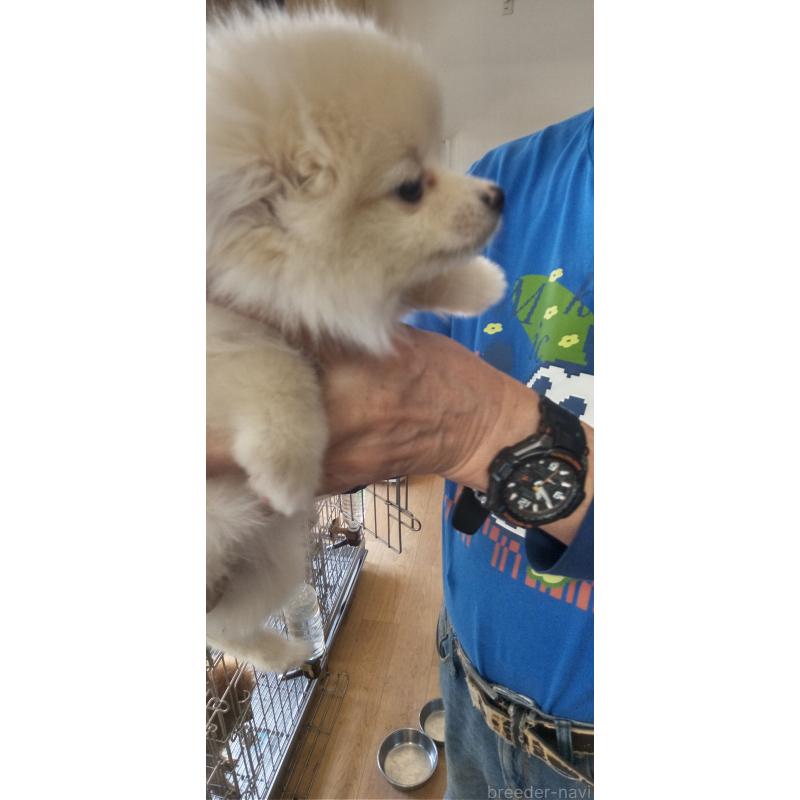 販売中の広島県のポメラニアン-438115の2枚目