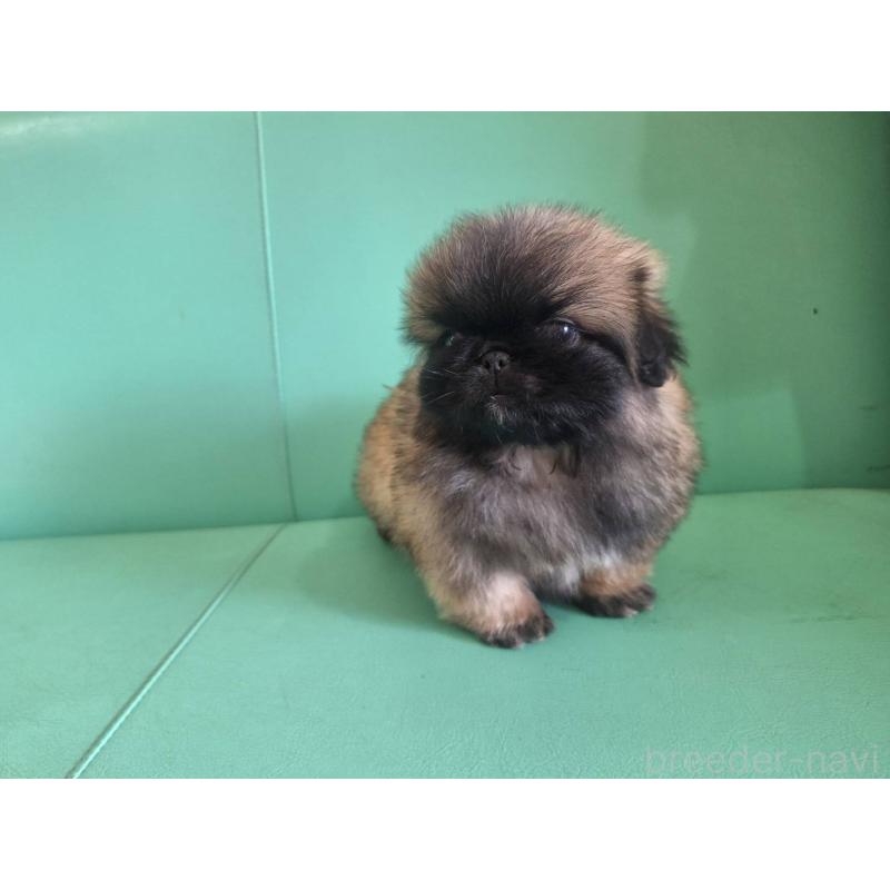 販売中の千葉県のペキニーズ-446601