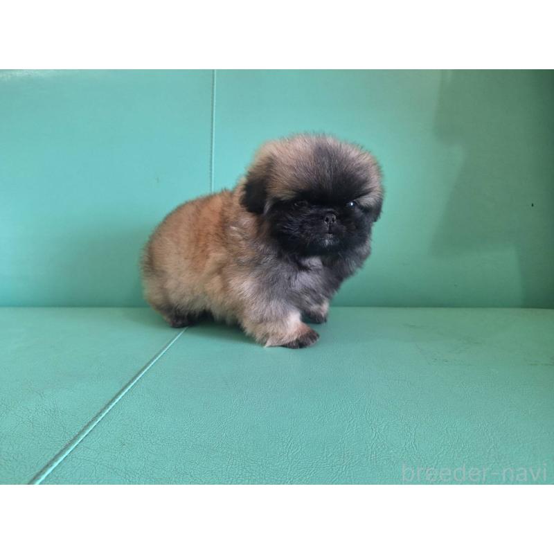 販売中の千葉県のペキニーズ-446601の3枚目