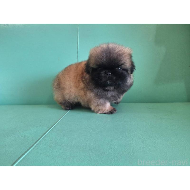 販売中の千葉県のペキニーズ-446601の2枚目