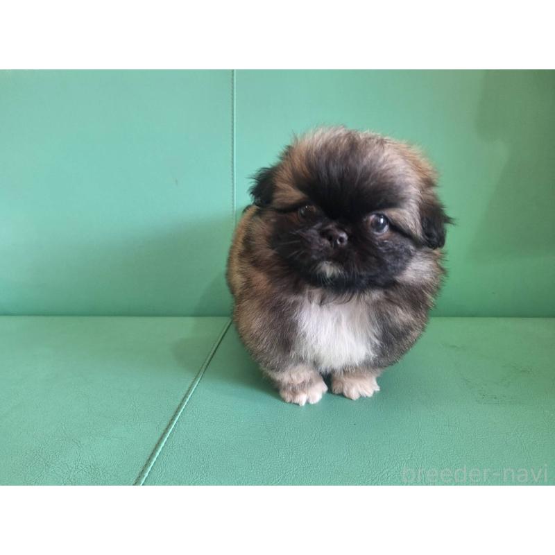 販売中の千葉県のペキニーズ-446602