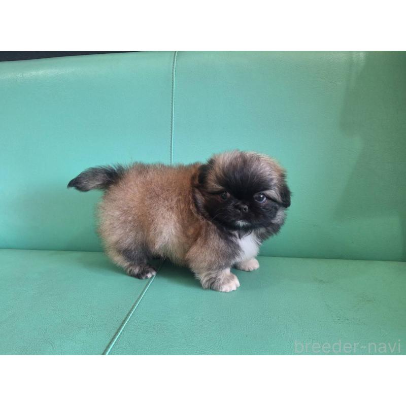 販売中の千葉県のペキニーズ-446602の3枚目