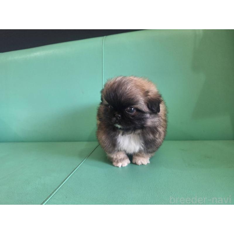 販売中の千葉県のペキニーズ-446602の2枚目