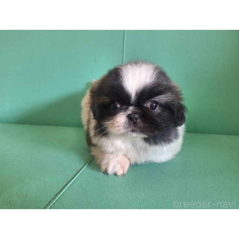 販売中の千葉県のペキニーズ-446603の1枚目