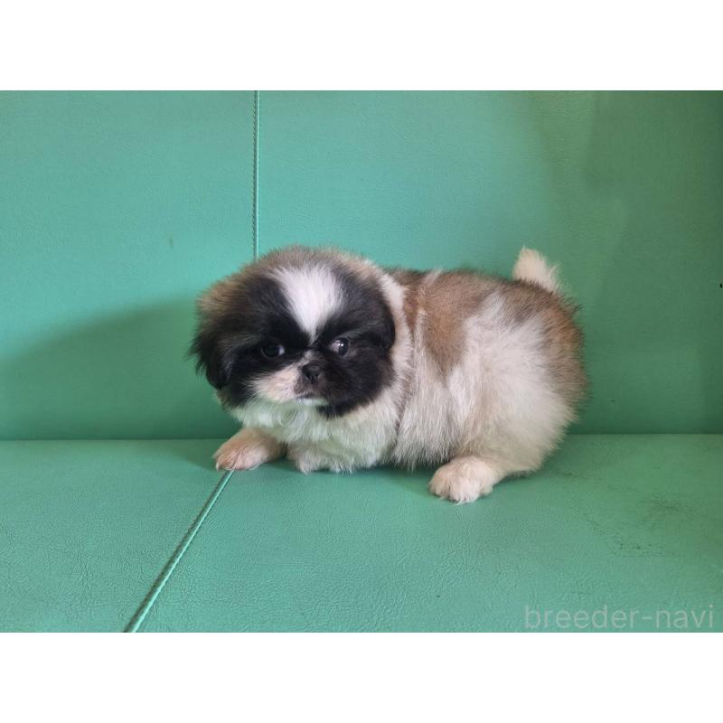 販売中の千葉県のペキニーズ-446603の4枚目