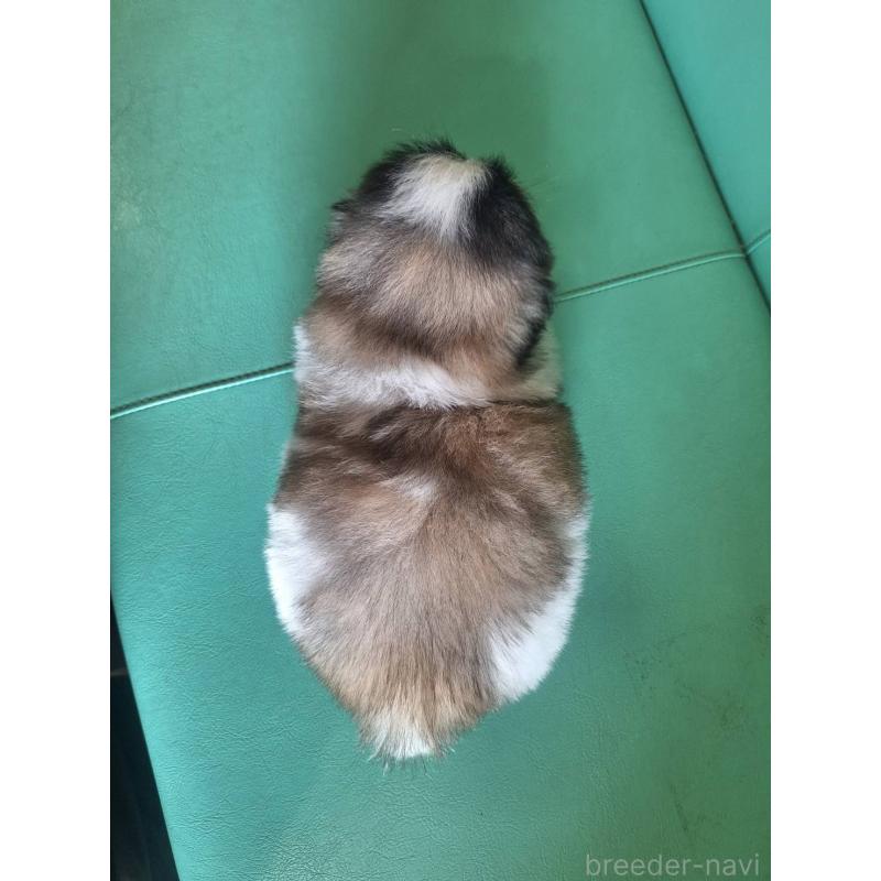 販売中の千葉県のペキニーズ-446603の2枚目