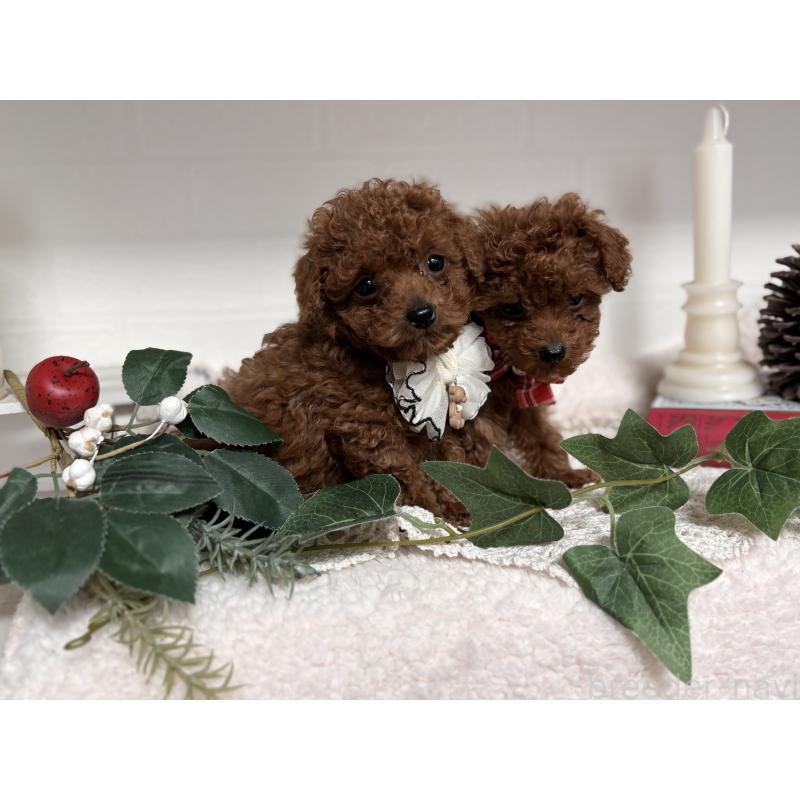 販売中の山梨県のトイプードル-446605の3枚目