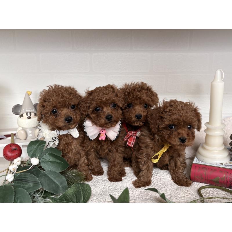 販売中の山梨県のトイプードル-446605の2枚目