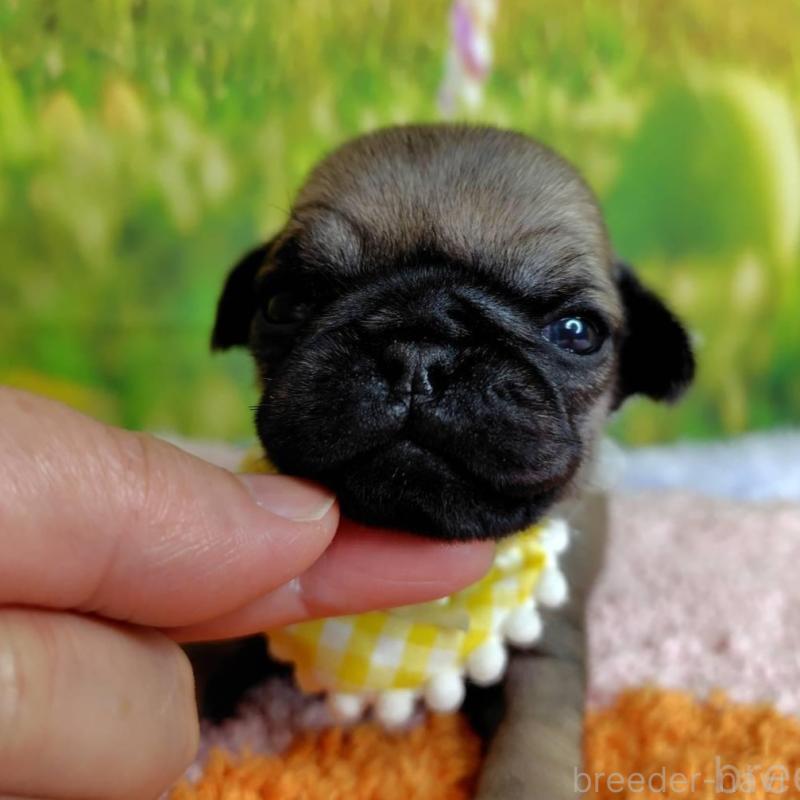 販売中の神奈川県のパグ-446606