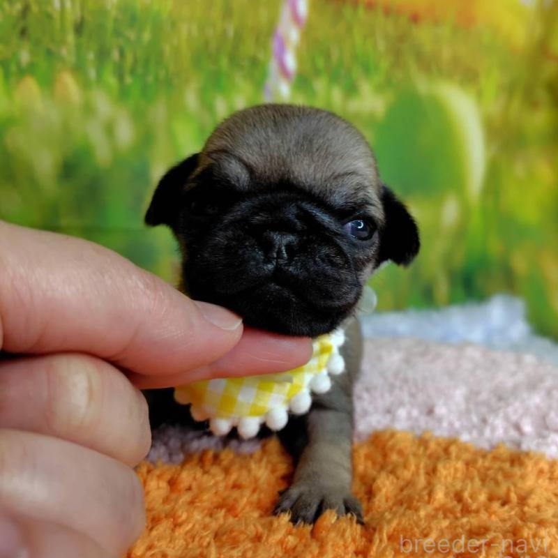 販売中の神奈川県のパグ-446606の5枚目