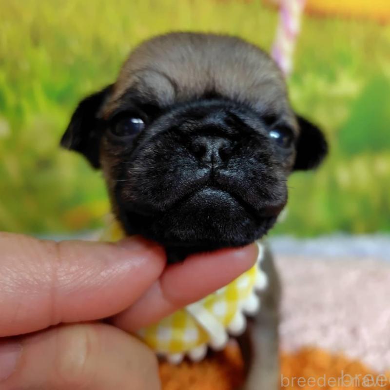 販売中の神奈川県のパグ-446606の4枚目