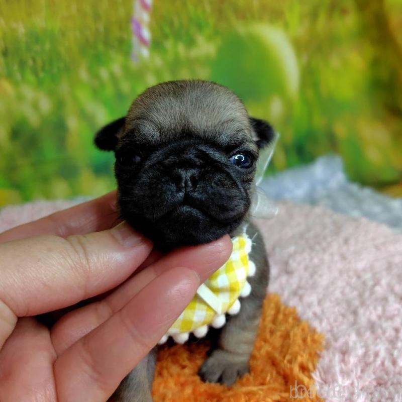 販売中の神奈川県のパグ-446606の3枚目