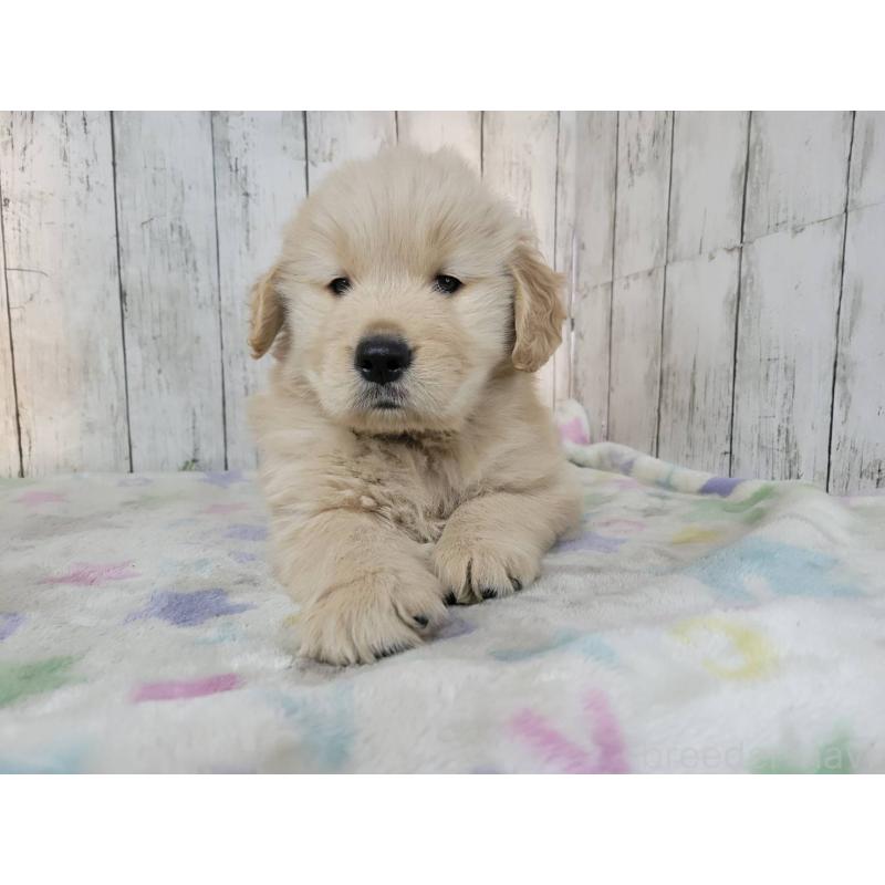 販売中の三重県のゴールデンレトリーバー-446607の5枚目