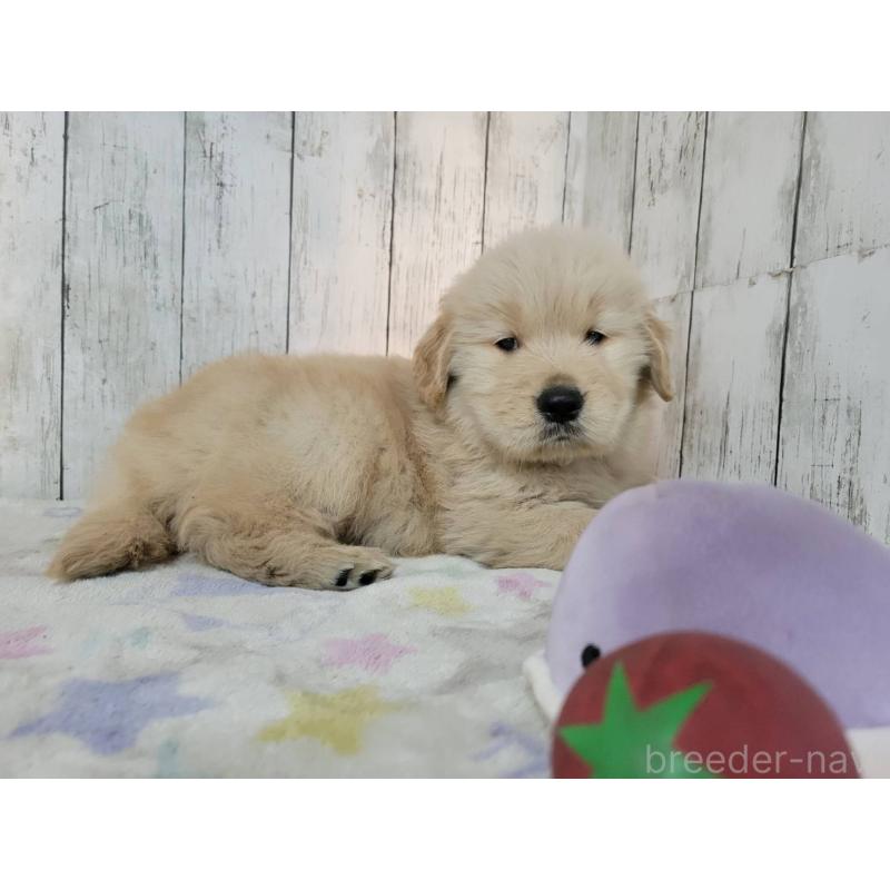 販売中の三重県のゴールデンレトリーバー-446607の4枚目