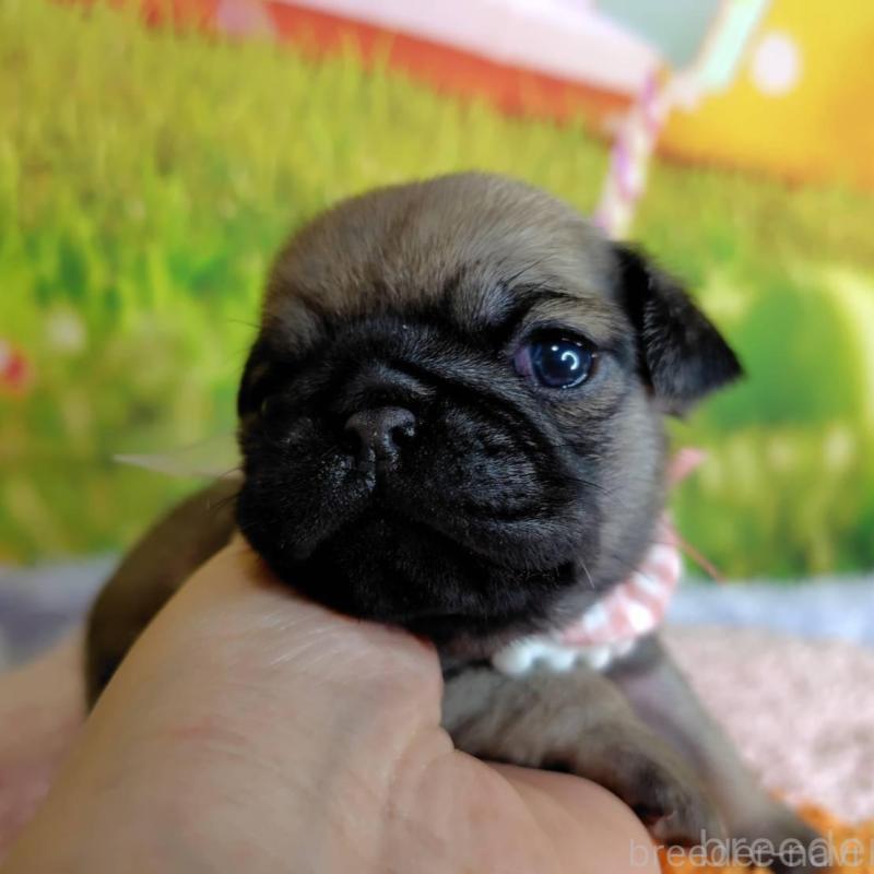 販売中の神奈川県のパグ-446609の5枚目