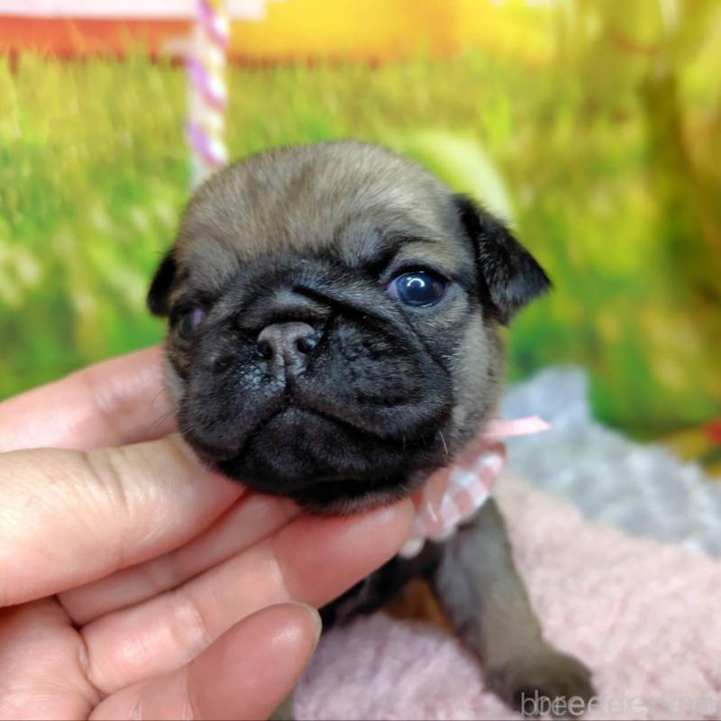 販売中の神奈川県のパグ-446609の4枚目