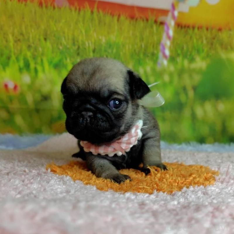 販売中の神奈川県のパグ-446609の3枚目