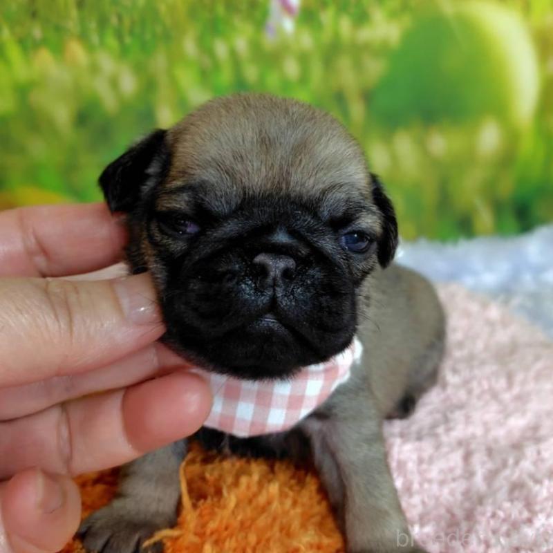 販売中の神奈川県のパグ-446609の2枚目