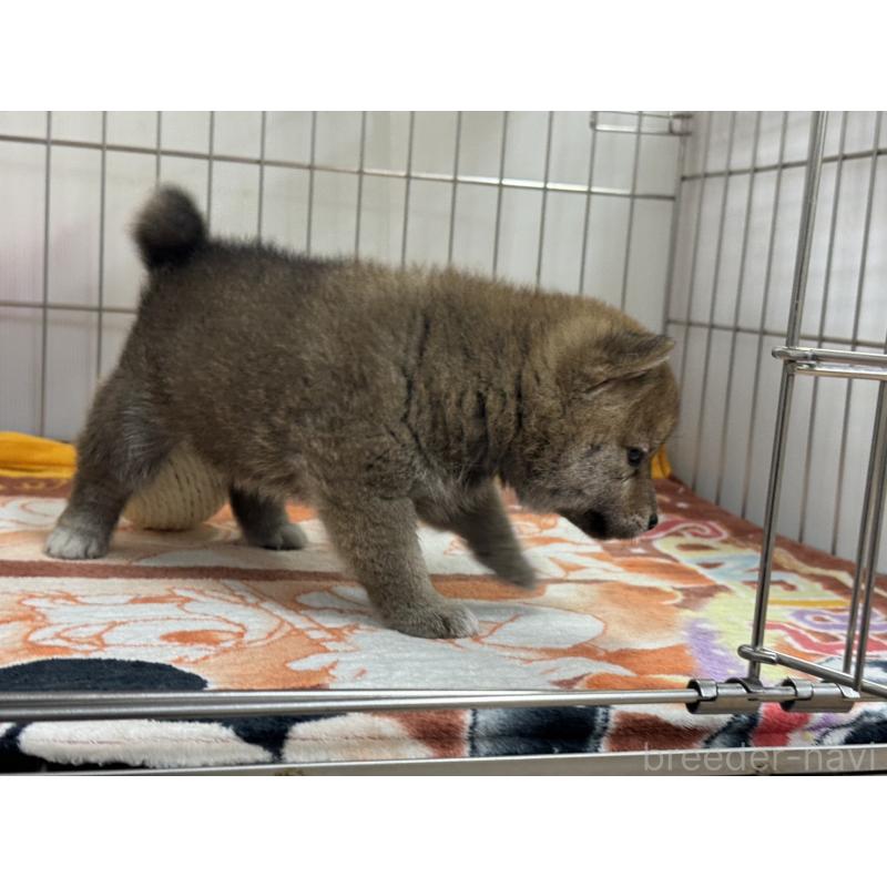販売中の岡山県の柴犬-446610の5枚目