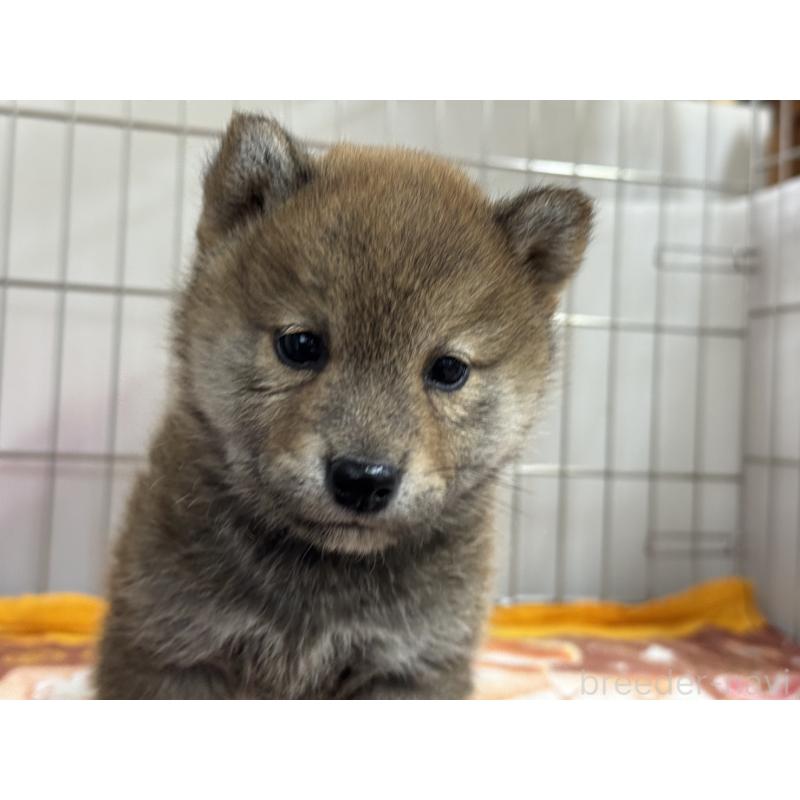 販売中の岡山県の柴犬-446610の3枚目