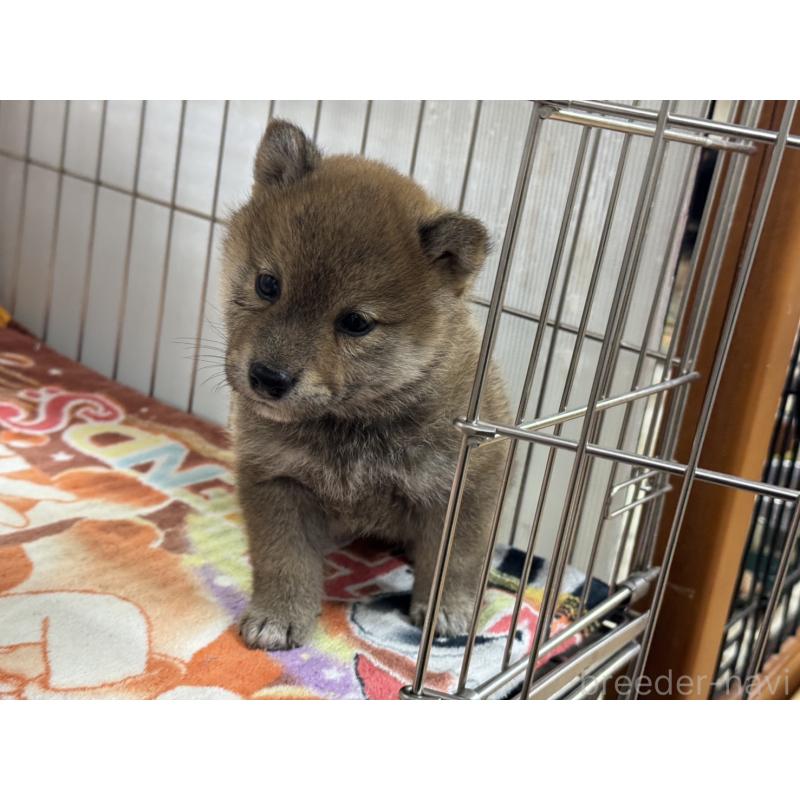 販売中の岡山県の柴犬-446610の2枚目