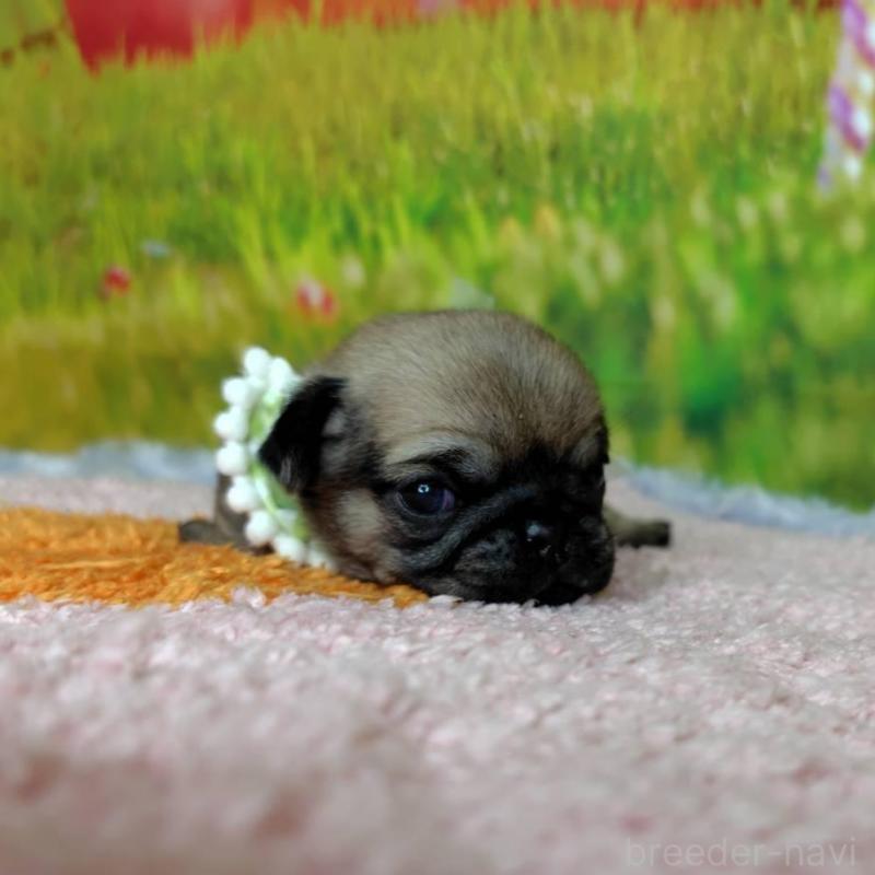 販売中の神奈川県のパグ-446611の4枚目