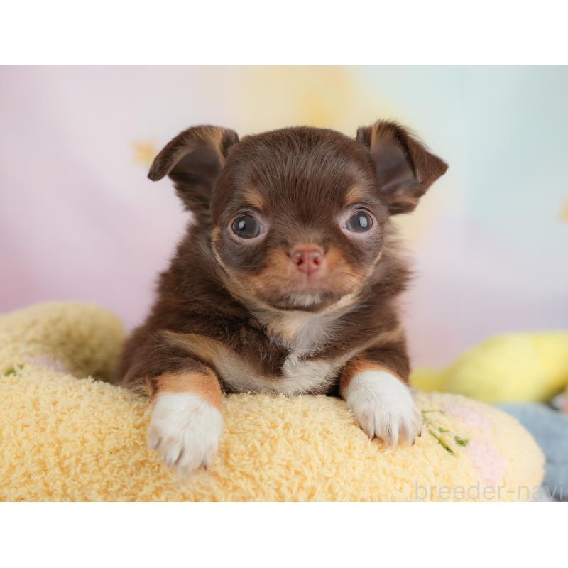 販売中の埼玉県のチワワ(ロングコート)-446612の12枚目