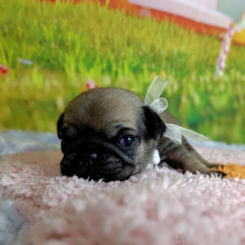 販売中の神奈川県のパグ-446611の3枚目