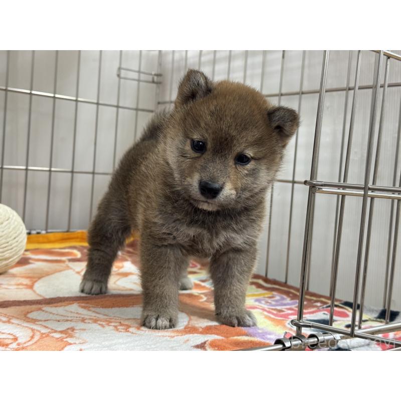 販売中の岡山県の柴犬-446610