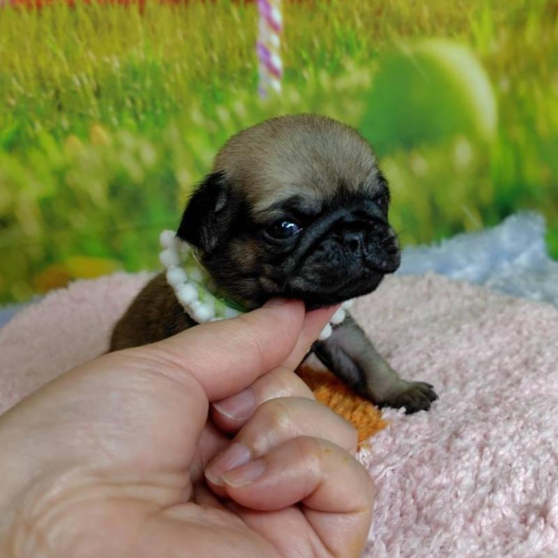 販売中の神奈川県のパグ-446611の2枚目